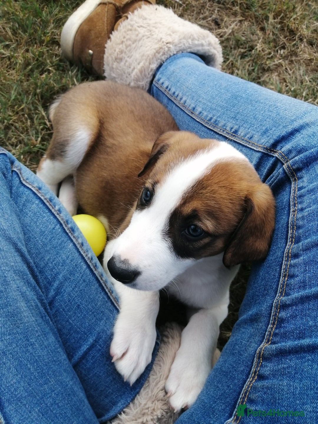 Mixed Breed dogs for sale: Beautiful lurcher puppies - Image 5