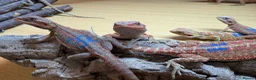 Bearded Dragon reptiles for sale: Stunning baby bearded dragons £100 ONO  - Advert 24