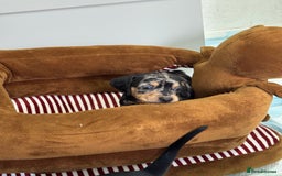 Dachshund dogs for sale: Dachshund pups 3 boys left  in Bootle - Image 18
