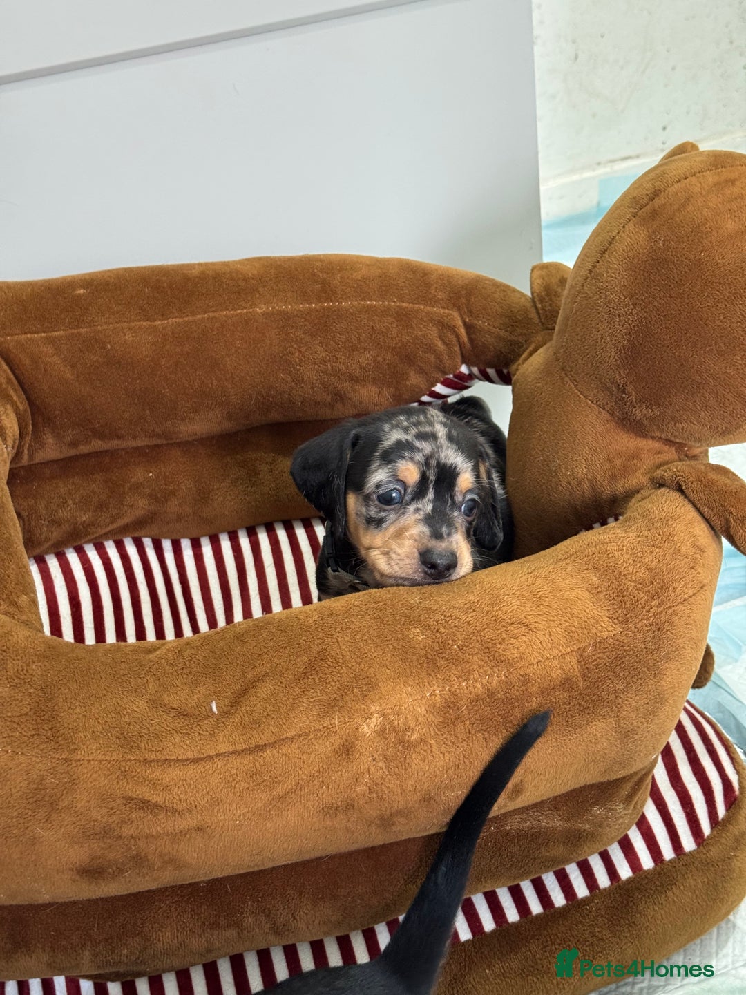 Dachshund dogs for sale: Dachshund pups 3 boys left  in Bootle - Image 18