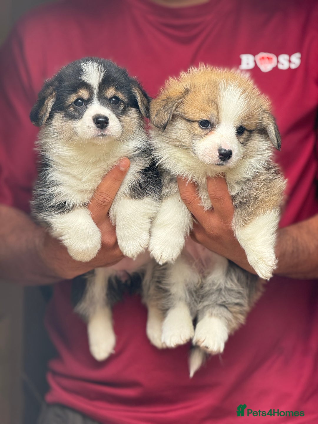 Welsh Corgi Pembroke dogs for sale:  Corgi Pembroke puppies available to loving homes - Image 6