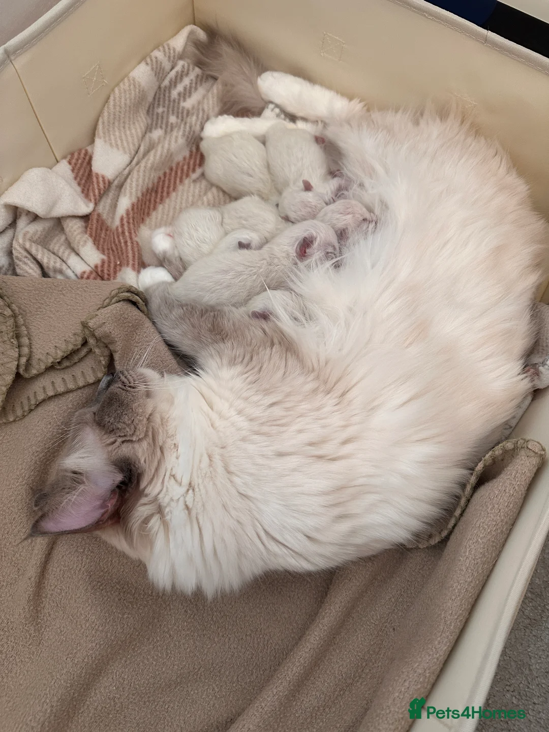 Ragdoll cats for sale: Mitten seal point GIRL  - Advert 15