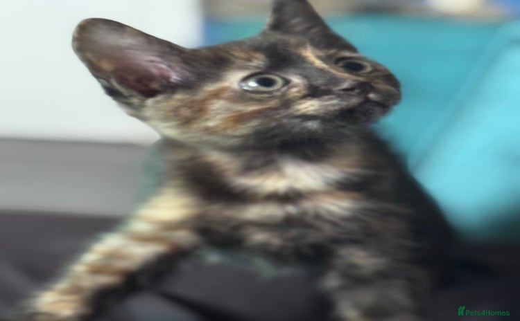 Mixed Breed cats - Advert 4