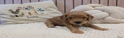 Cavapoo dogs for sale: BEAUTIFUL F1B CAVAPOO PUPPIES  - Advert 5
