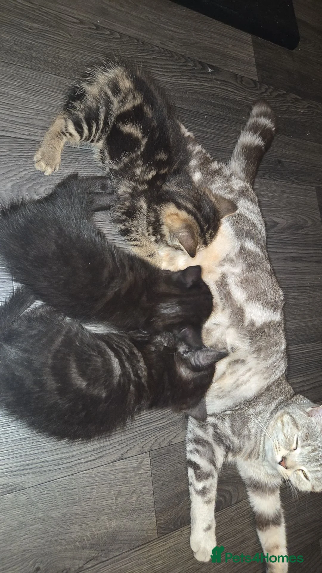 Mixed Breed cats for sale: 3 gorgeous kittens for sale - Advert 1