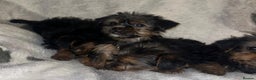 Yorkshire Terrier dogs for sale: Yorkshire Terrier Puppies  - Advert 14