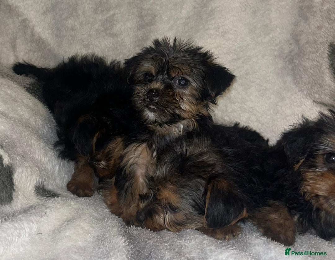 Yorkshire Terrier dogs for sale: Yorkshire Terrier Puppies  - Advert 14