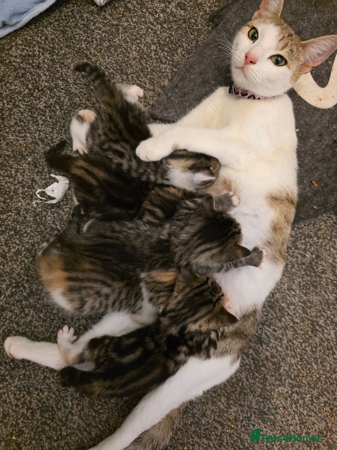 British Shorthair cats for sale: KITTENS LOOKING FOR HOMES - Image 11