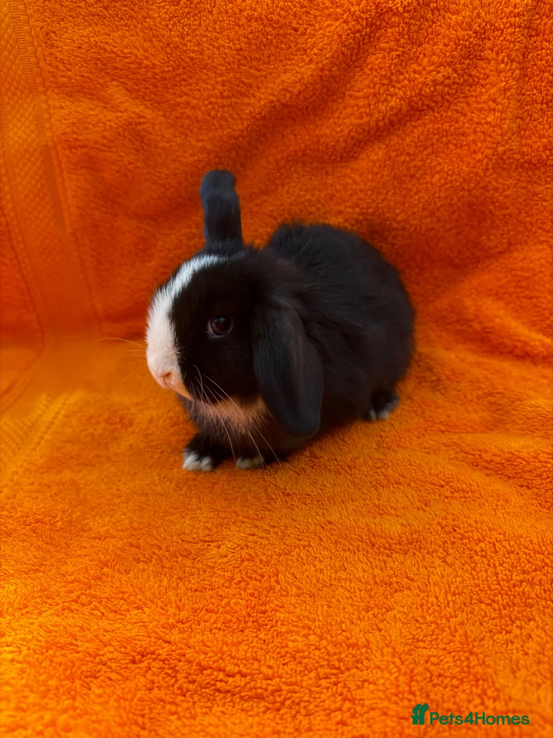 Mini Lop rabbits for sale: Pure Mini Lops [BOYS] - Advert 2