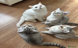 British Longhair cats for sale: Gorgeous British Longhair & Shorthair Kittens - Image 17