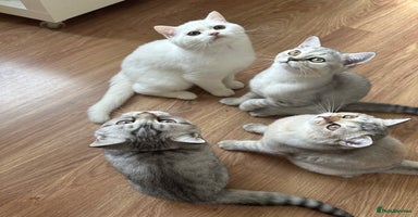 British Longhair cats - Advert 2
