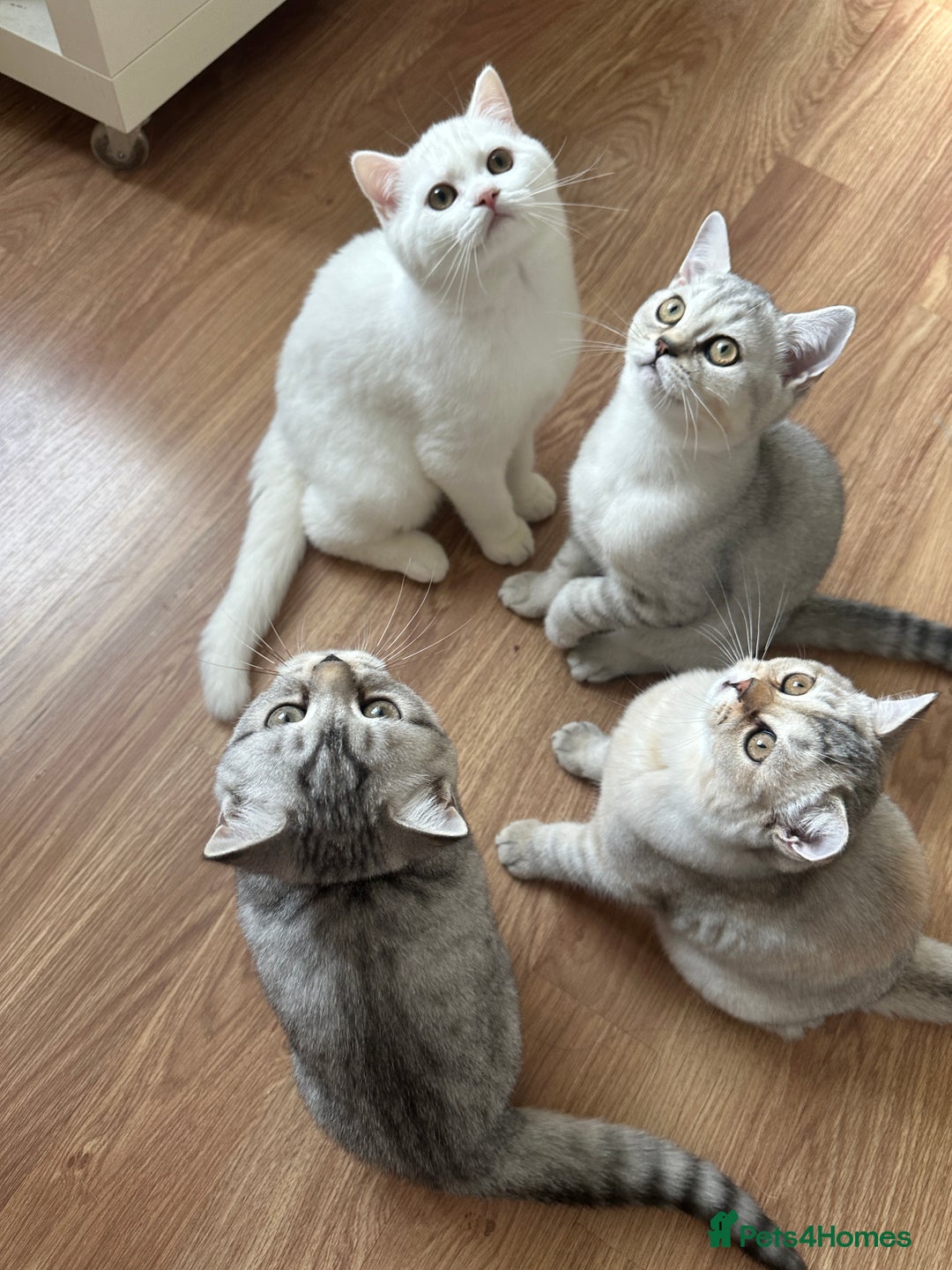 British Longhair cats for sale: Gorgeous British Longhair & Shorthair Kittens - Image 17