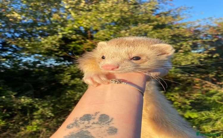 Ferret rodents - Advert 8