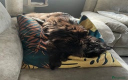 Maine Coon cats for sale: Active registered polydactyl girl  - Image 8