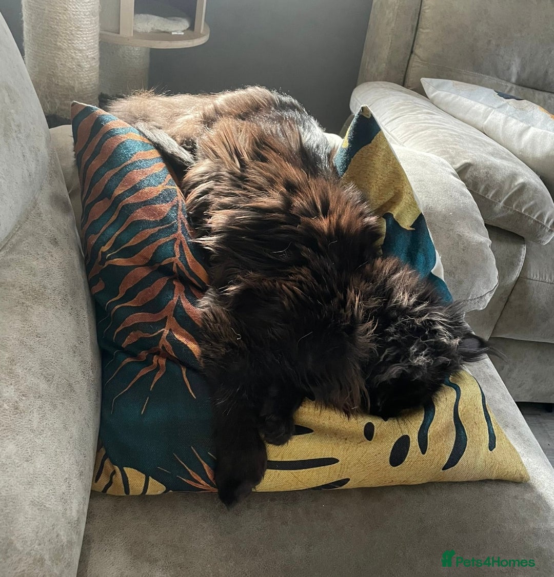 Maine Coon cats for sale: Active registered polydactyl girl  - Image 8