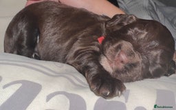 Sprocker dogs for sale: Sprocker Puppies - Image 14