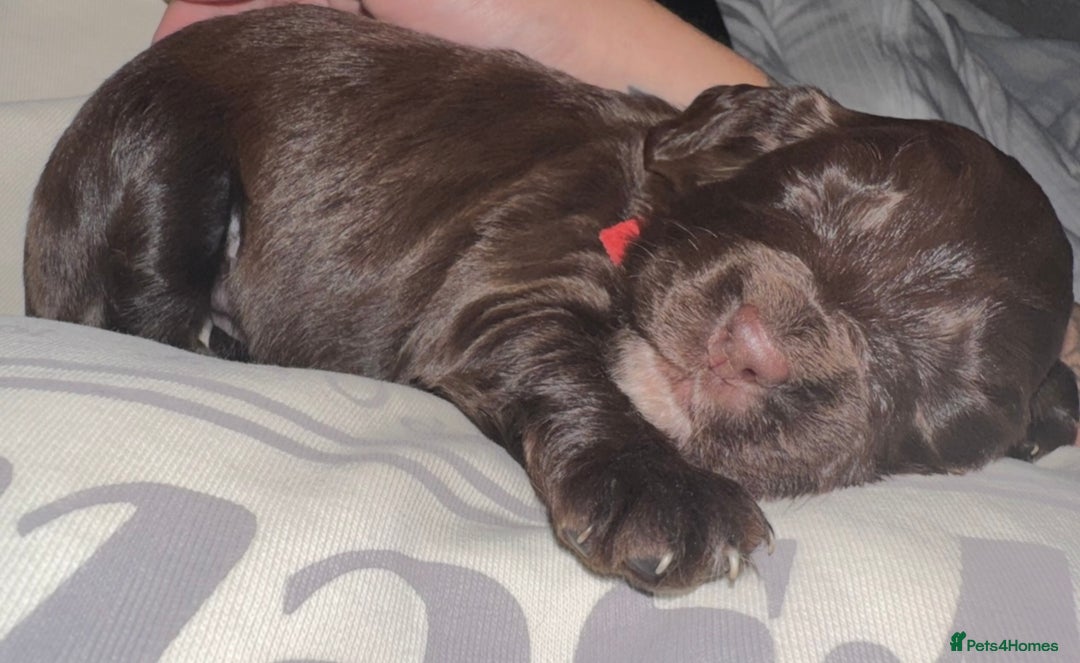 Sprocker dogs for sale: Sprocker Puppies - Image 14