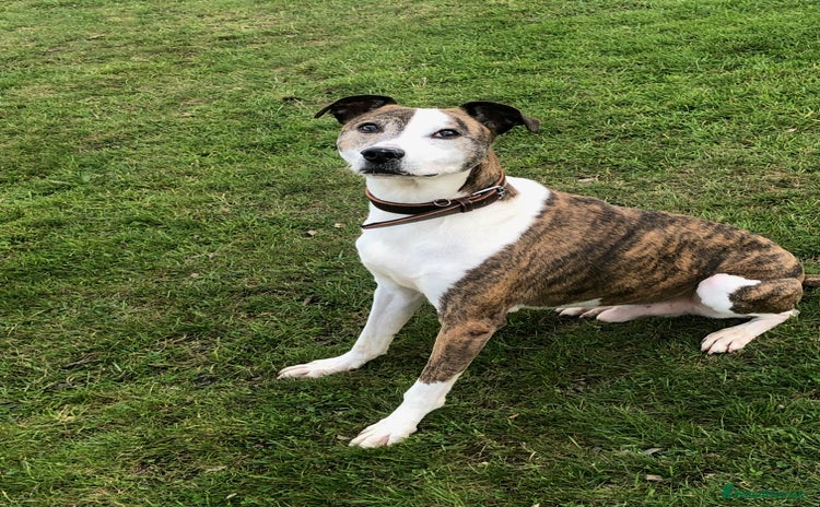 Mixed Breed dogs for adoption - Advert 1