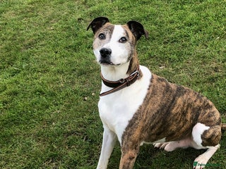 Mixed Breed dogs - Advert 11