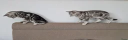 British Shorthair cats for sale: Lovely kittens - Advert 3