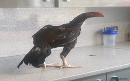 Chickens poultry for sale: Male aseel chicken - Image 3