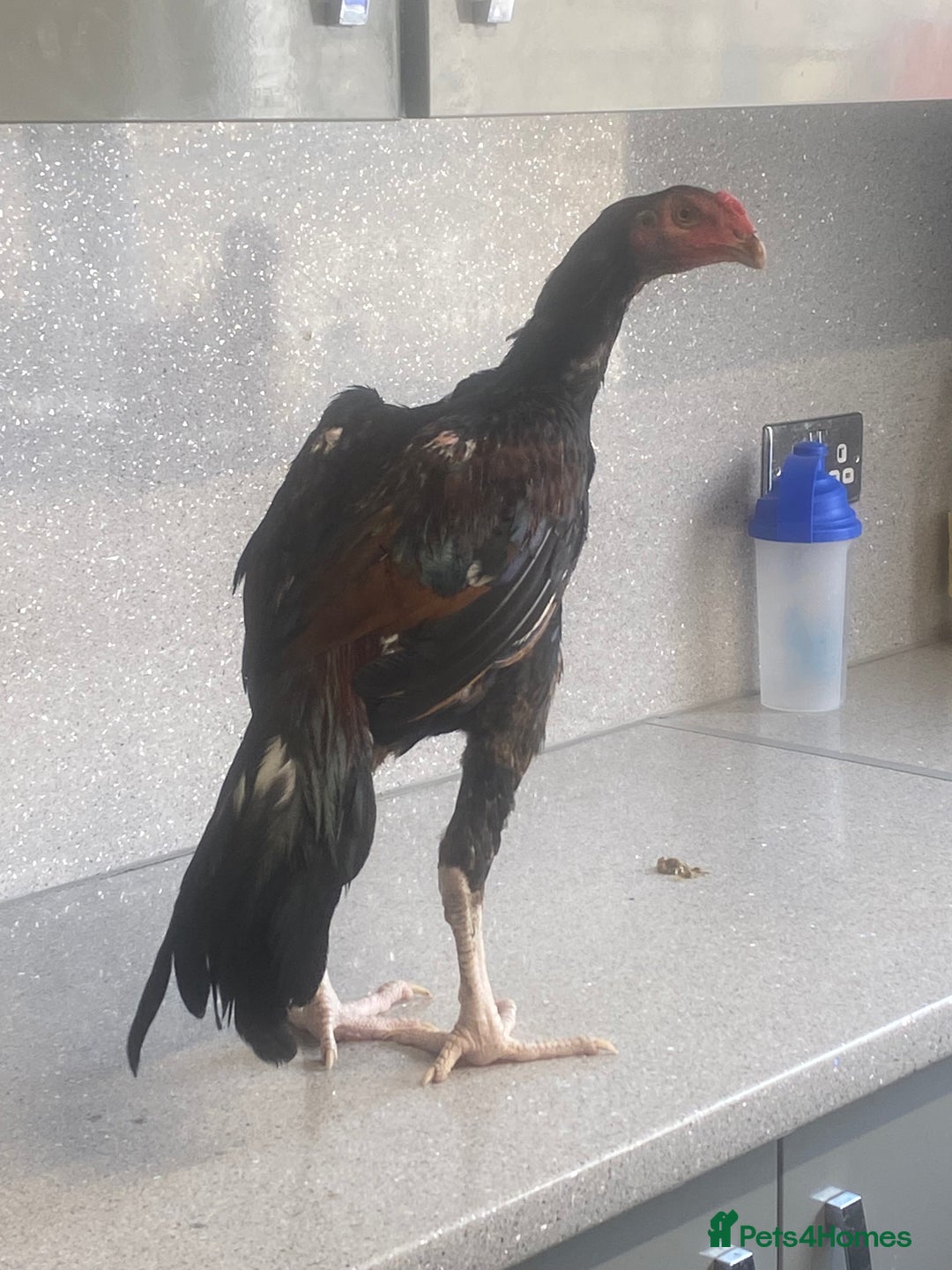Chickens poultry for sale: Male aseel chicken - Image 3