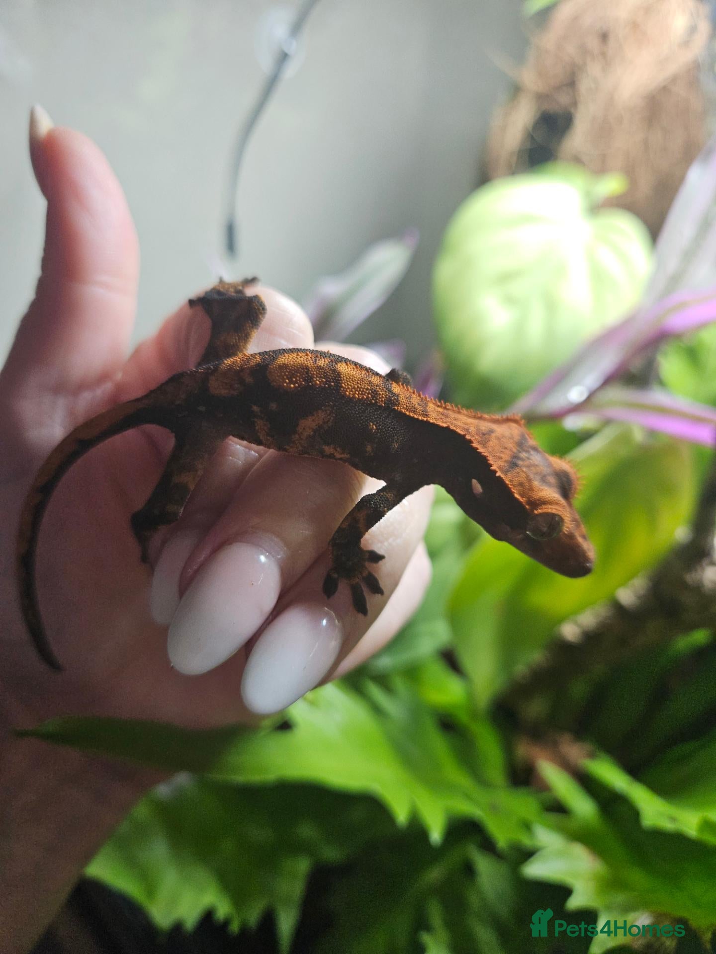 Gecko reptiles Crested Gecko and full setup  - Advert 1