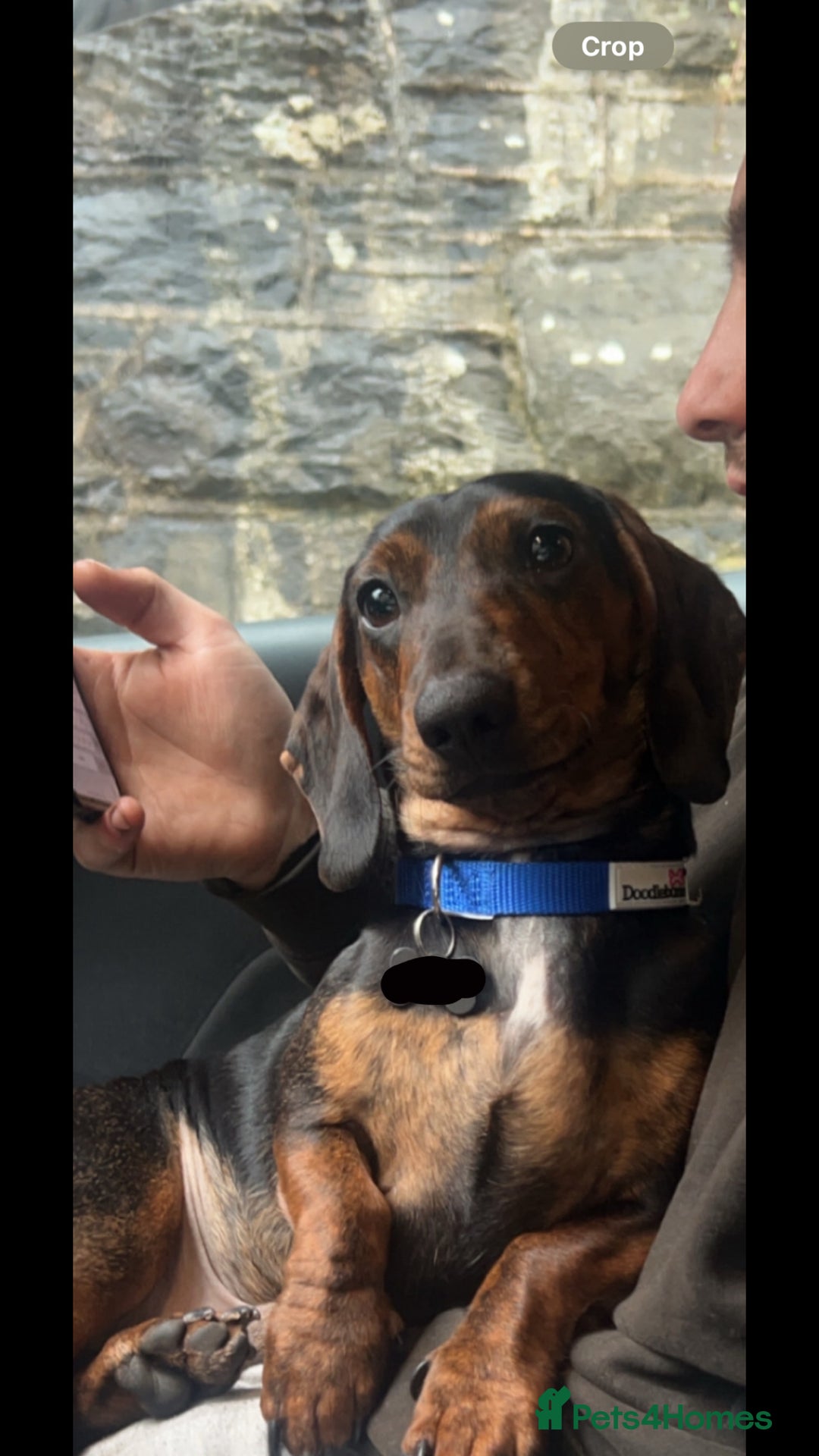 Dachshund dogs for stud: STUD - smooth haired brindle (black+tan) dachshund - Advert 3