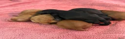 Cavapoo dogs for sale: F1 health tested mini cavapoos  - Advert 6