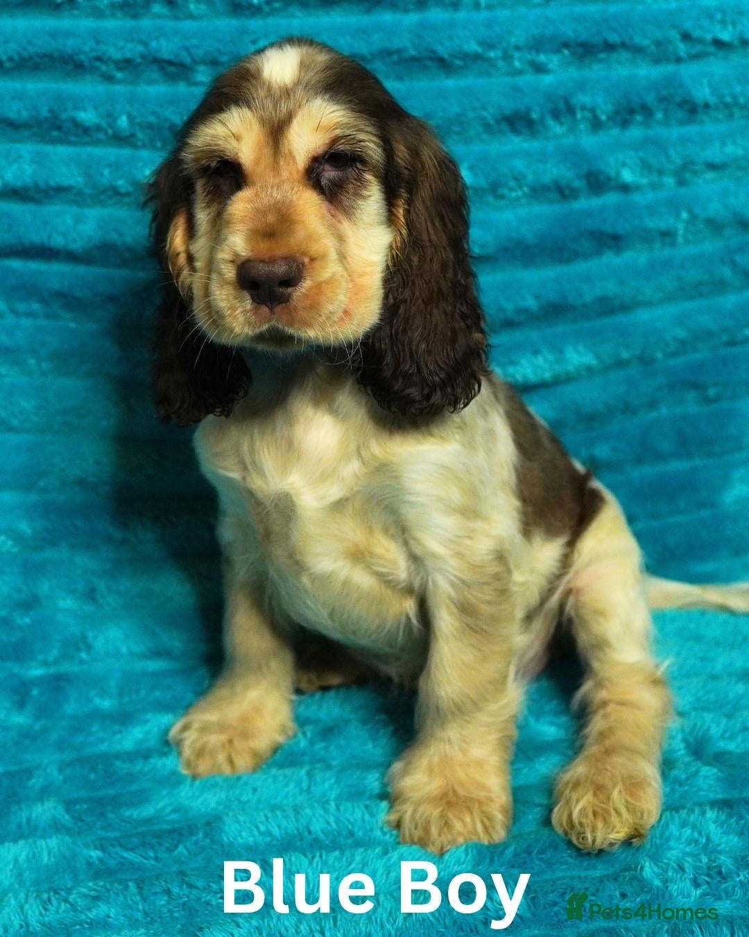Cocker Spaniel dogs Quality, Show Type, Cocker Spaniel Puppies - Advert 1