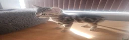 Mixed Breed cats for sale: 8 Week Old Kittens - Mixed Litter Mixed Breed - Advert 4