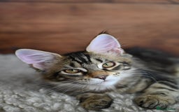 Maine Coon cats for sale: 👑 6 Majestic, health tested Kittens- TICA reg 🧬 - Image 20