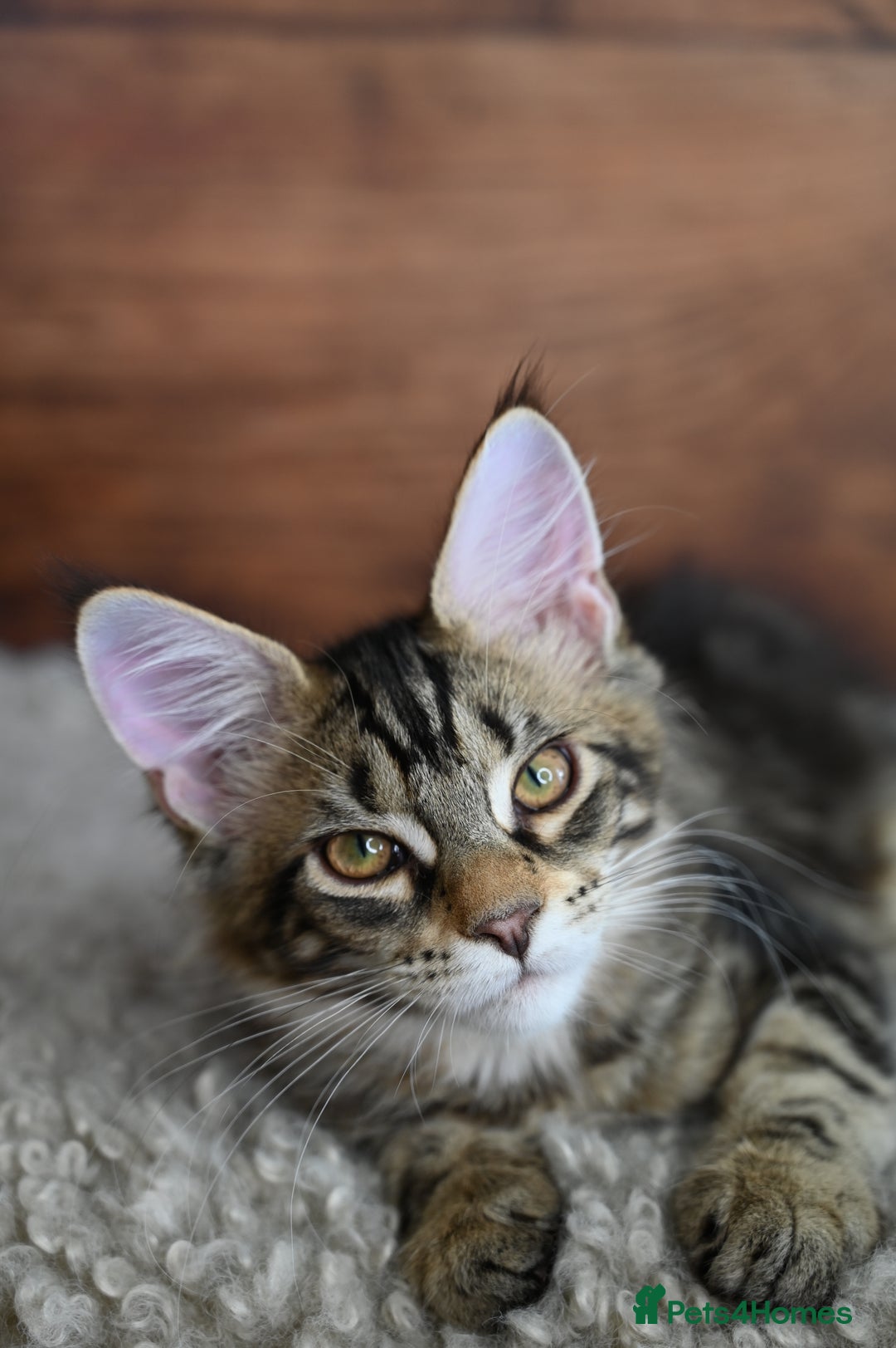 Maine Coon cats for sale: 👑 6 Majestic, health tested Kittens- TICA reg 🧬 - Image 20