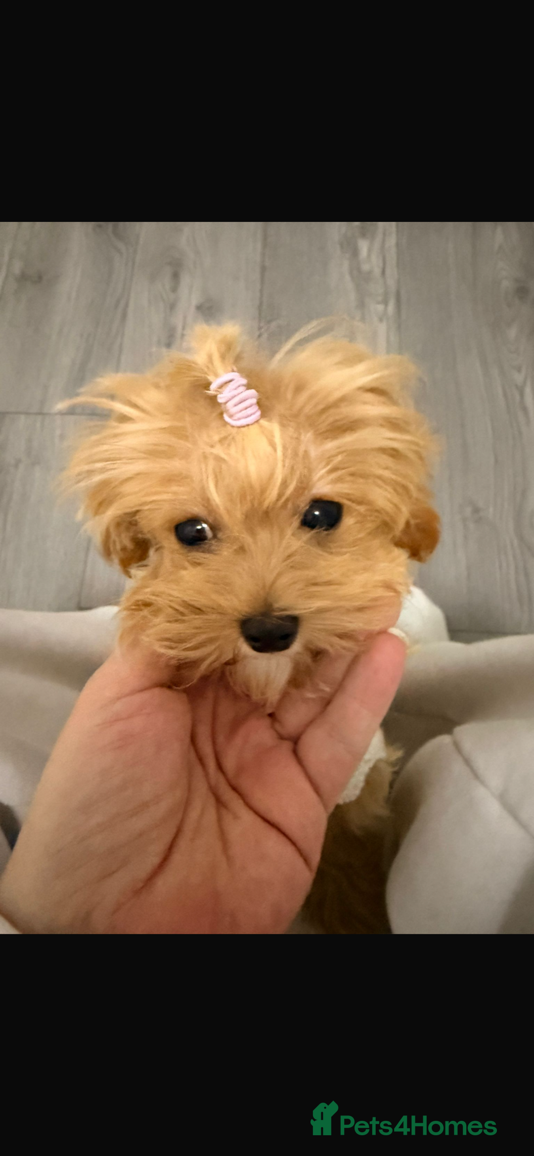 Maltipoo dogs for sale: Toy Female Maltipoo - Advert 3