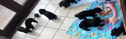 Cavapoo dogs for sale: 🐾🤍 STUNNING F1 CAVAPOO PUPPIES – READY NOW! 🤍🐾 - Advert 12