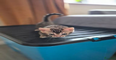 Bengal cats - Advert 12