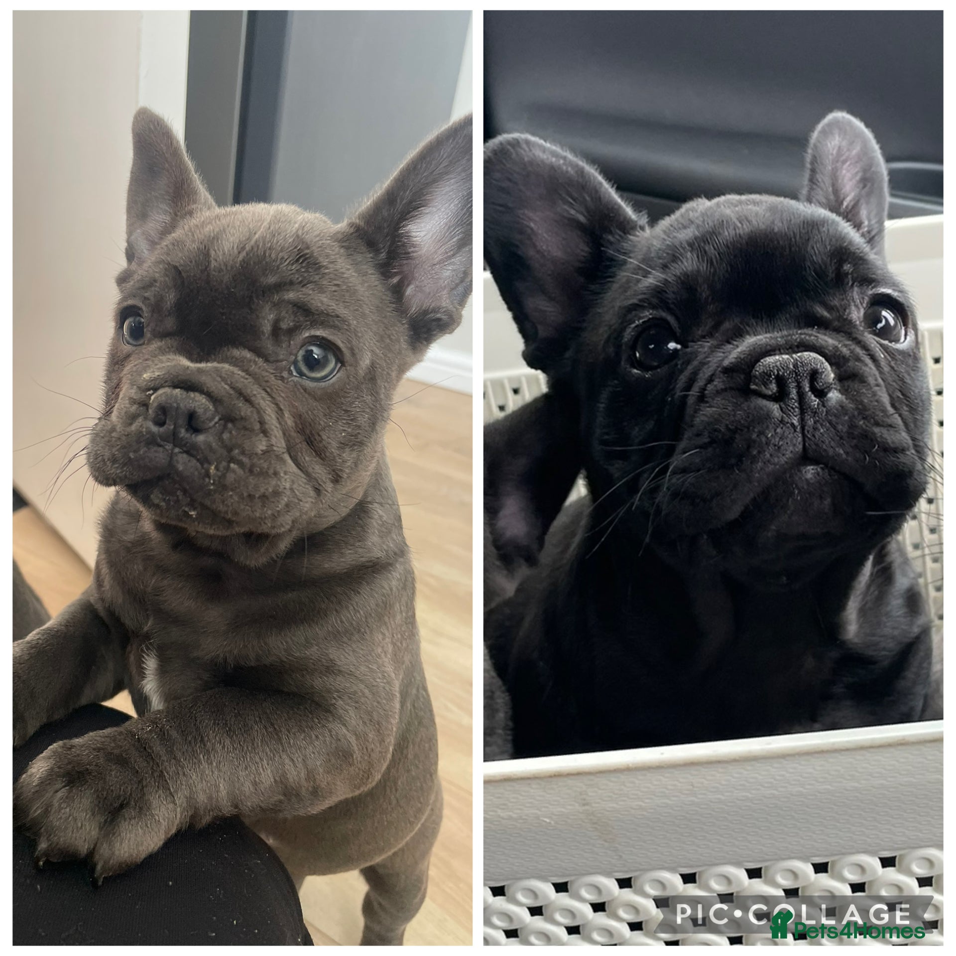 French Bulldog dogs French bulldog puppies for sale to good homes - Advert 5