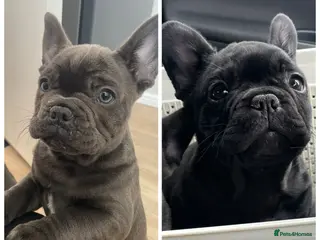 French Bulldog dogs French bulldog puppies for sale to good homes - Advert 5
