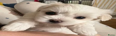 Maltese Puppy 1