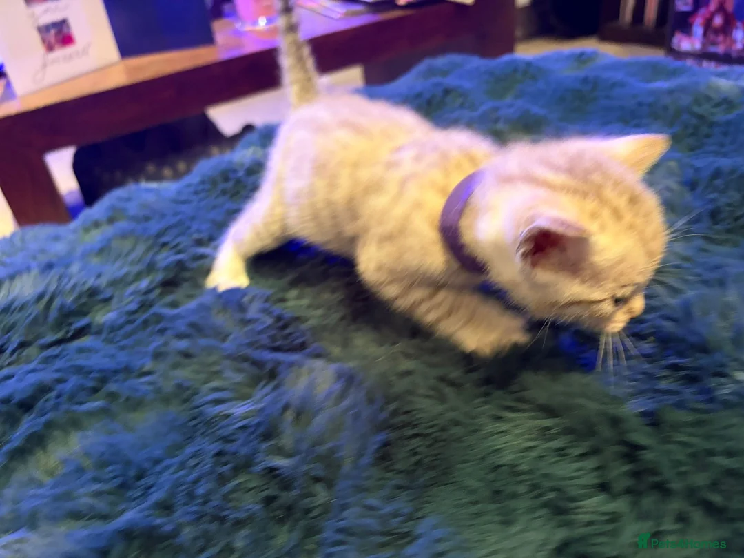 Bengal cats for sale: Snow Mink/Lynx & Brown Rosette/Marble Bengals in Worthing - Advert 15