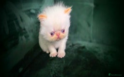Persian cats for sale: Beautiful and Rare Purebred Persian Kittens - Image 14