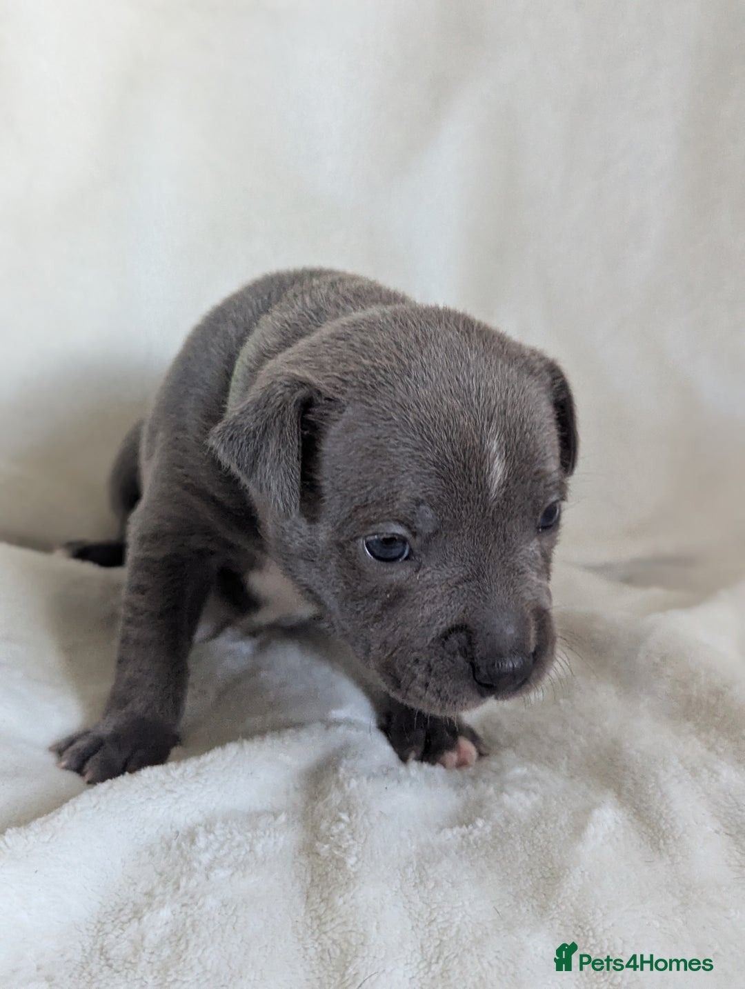 Staffordshire Bull Terrier dogs for sale: 7 Blue Staffordshire bull terrier puppies - Image 4
