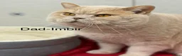 British Shorthair cats for sale: Registered British Shorthair kittens  - Advert 23