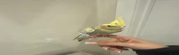Cockatiels birds for sale: Friendly hand tamed chicks- family orientated - Advert 1