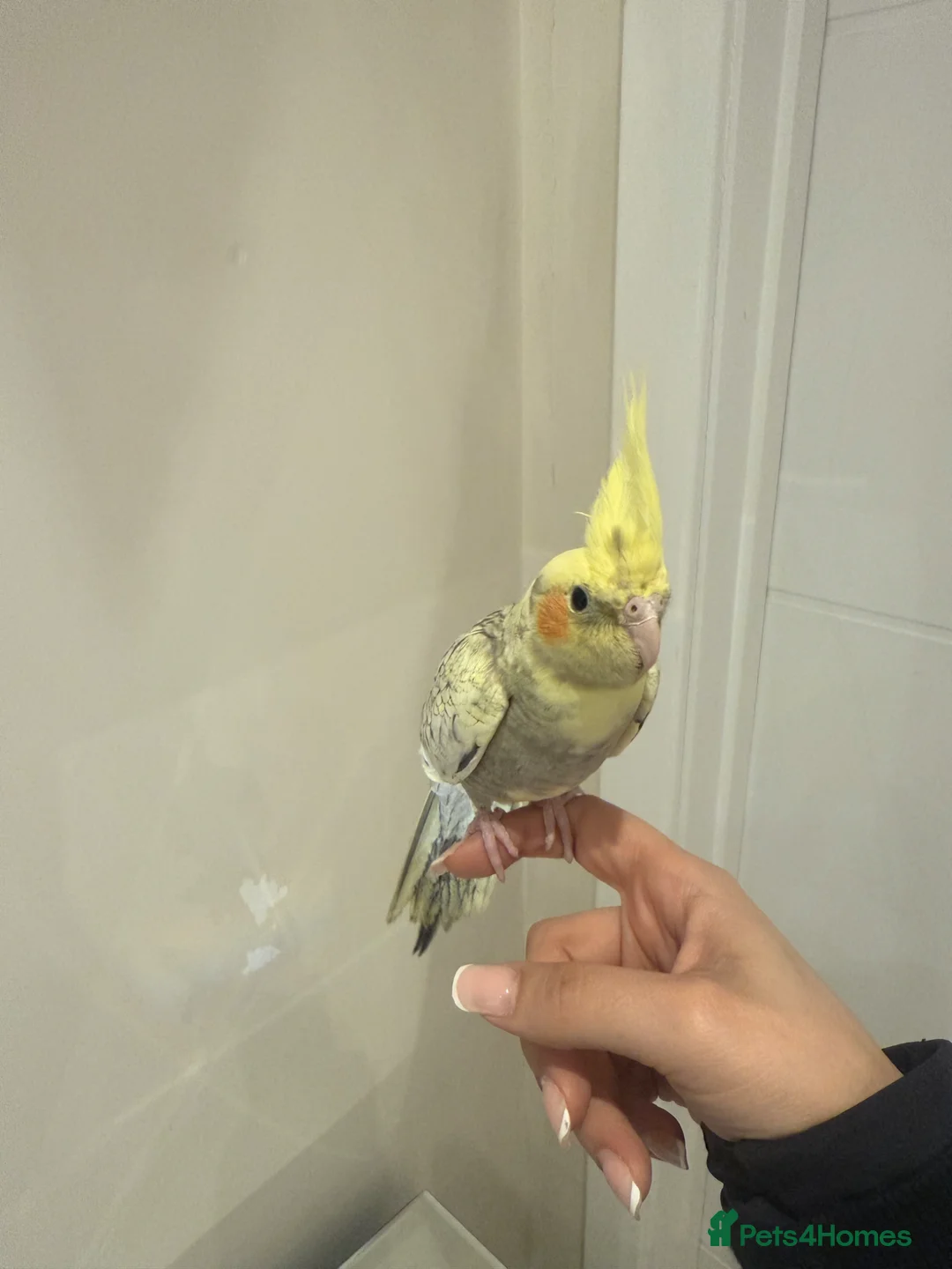 Cockatiels birds for sale: Friendly hand tamed chicks- family orientated - Advert 1