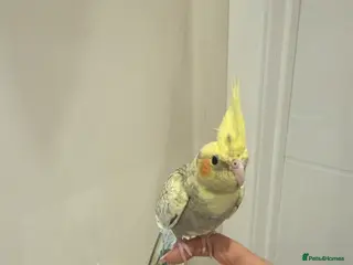 Cockatiels birds Friendly hand tamed chicks- family orientated - Advert 1