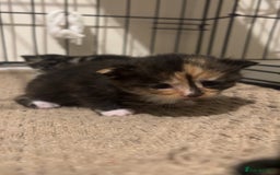 Mixed Breed cats for sale: 2 beautiful kittens - Image 10