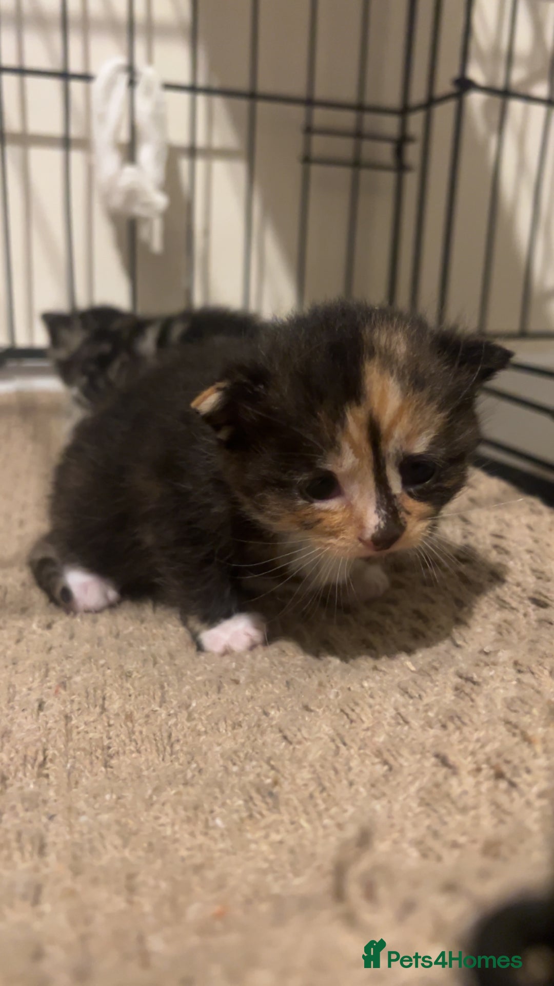 Mixed Breed cats for sale: 2 beautiful kittens - Image 10