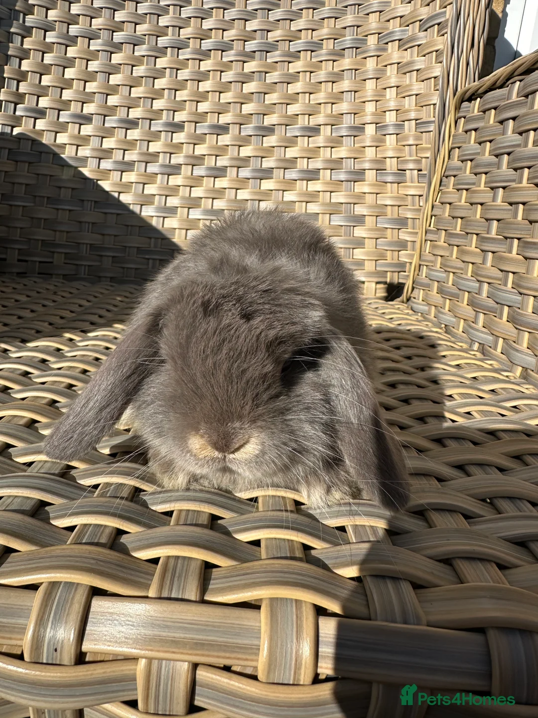 Mini Lop rabbits for sale: 4 handsome male mini lop baby brothers. - Advert 3