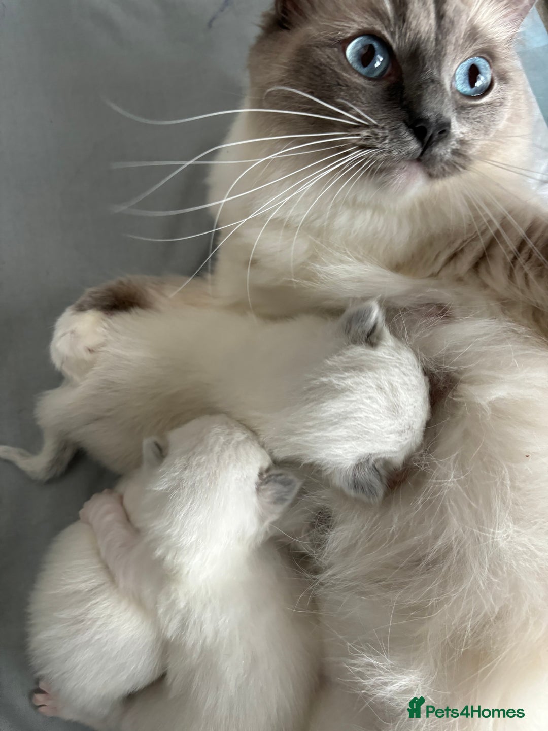 Ragdoll cats for sale: AMAZING QUALITY PEDIGREE HCM/PKD CLEAR KITTENS  - Image 18